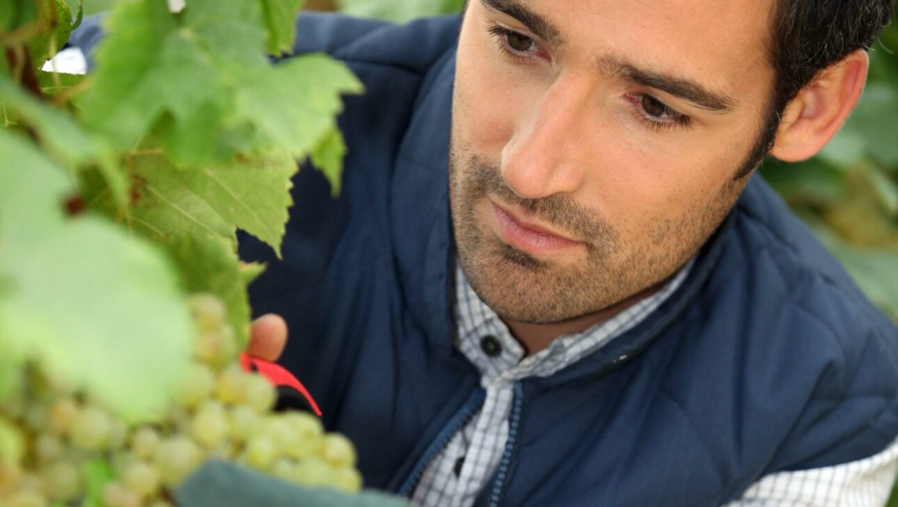 A close up of a man picking grapes.