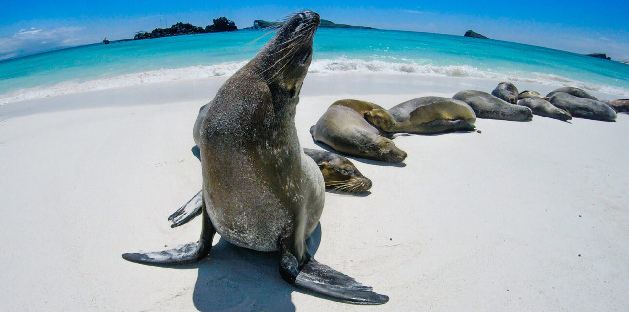 A seal in latin America.