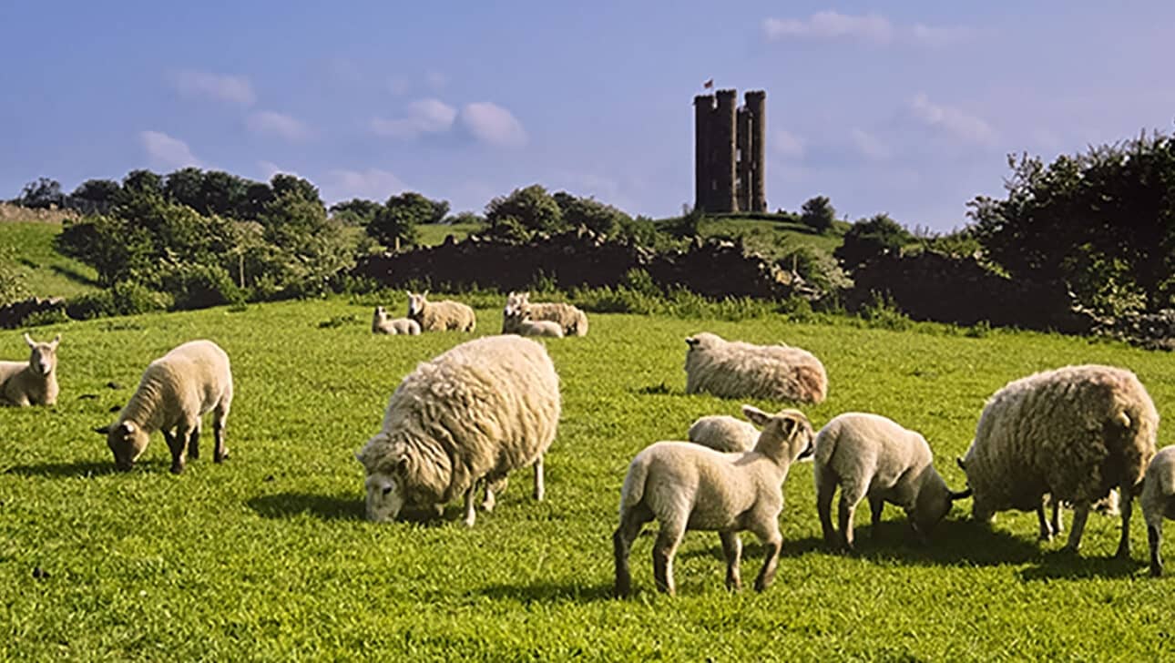 Sheep on a green pasture in front of a Castle