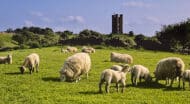 Sheep on a green pasture in front of a Castle
