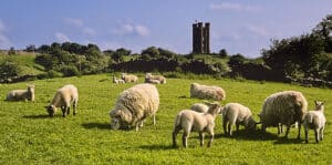 Sheep on a green pasture in front of a Castle