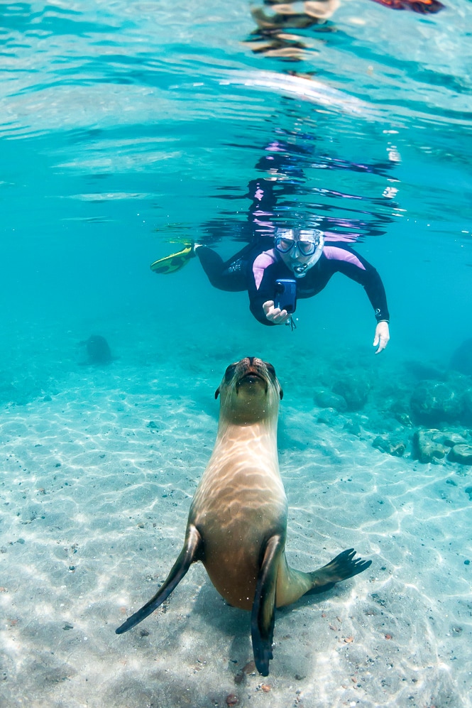 A sealion in the Galapagos