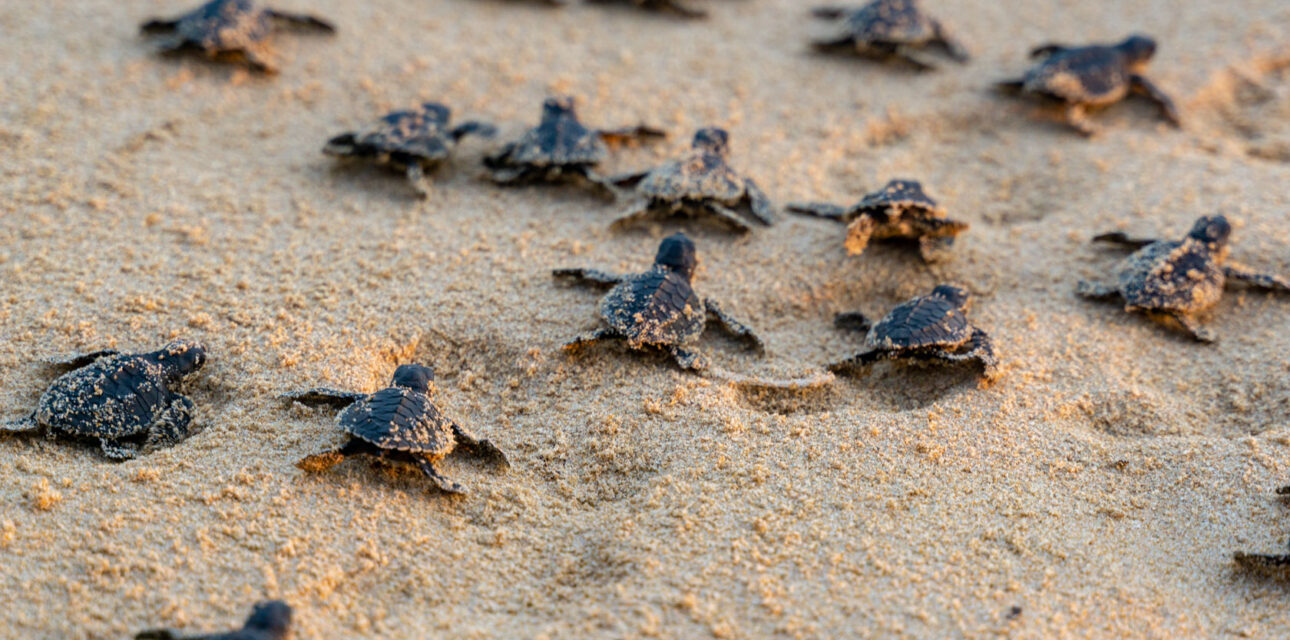 Baby turtles in the Galapagos
