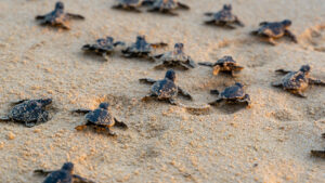 Baby turtles in the Galapagos