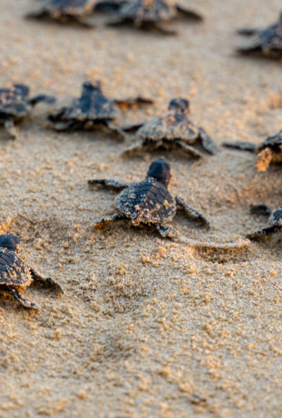 Baby turtles in the Galapagos