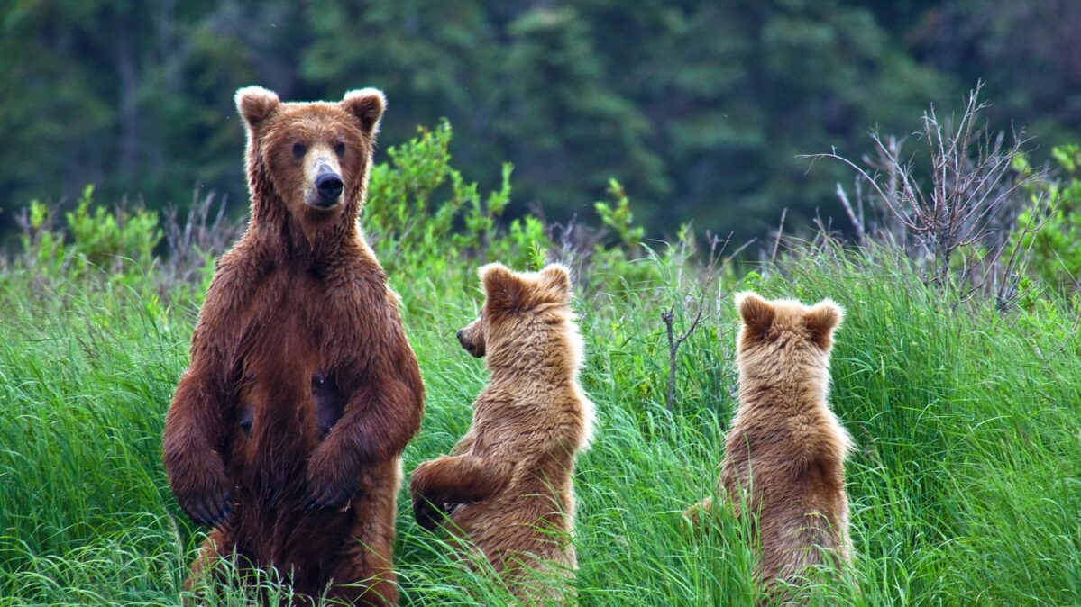 Three bears in the woods.