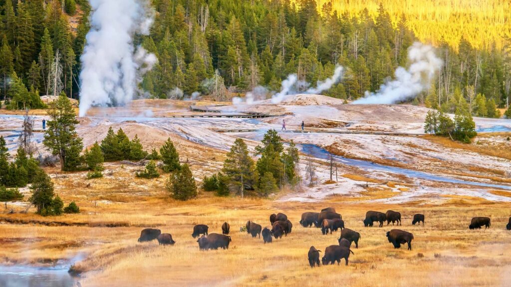 Herd of Bison in Yellowstone National Park