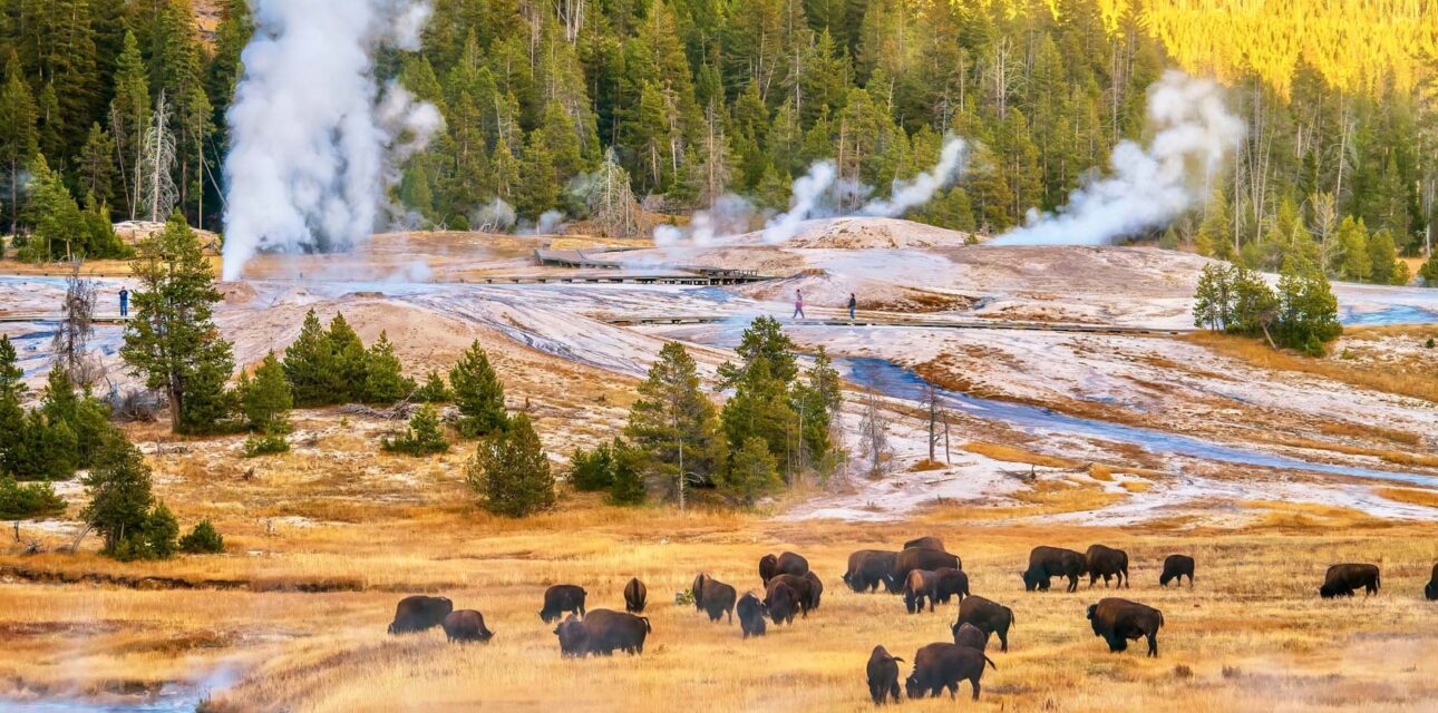 A skyview of Bison.