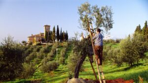 A man on a ladder picking grapes in a Tuscan vineyard. 