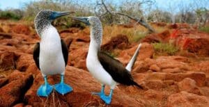 Blue footed boobies in the Galapagos