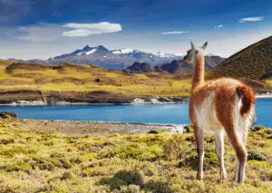 Chile Patagonia Alpaca looking over lake