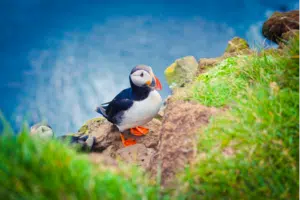 An Atlantic Puffin in Iceland