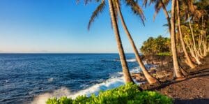 Palm trees on the coast of Hawaii