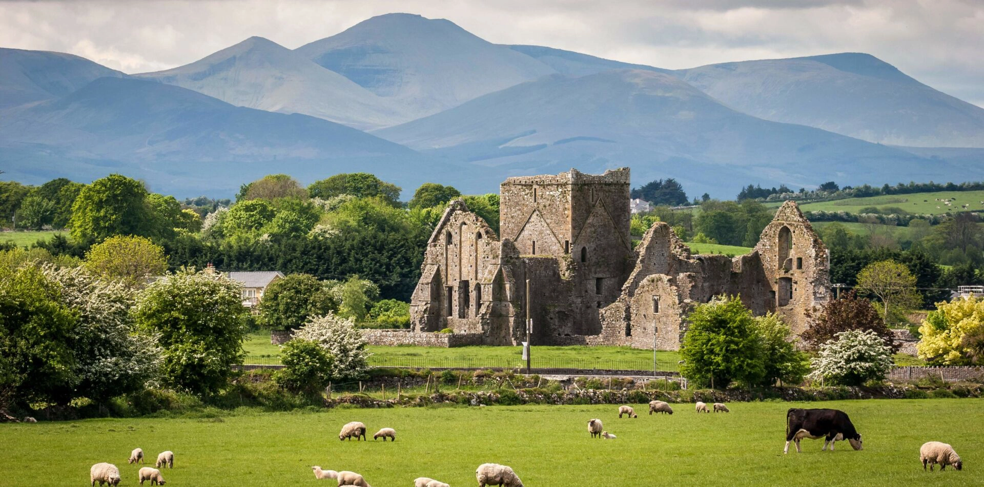 Ireland Castle with sheep