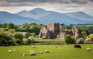 Ireland Castle with sheep