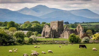 Ireland Castle with sheep