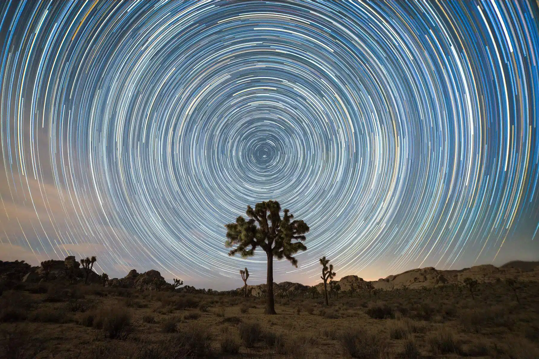 Joshua Tree