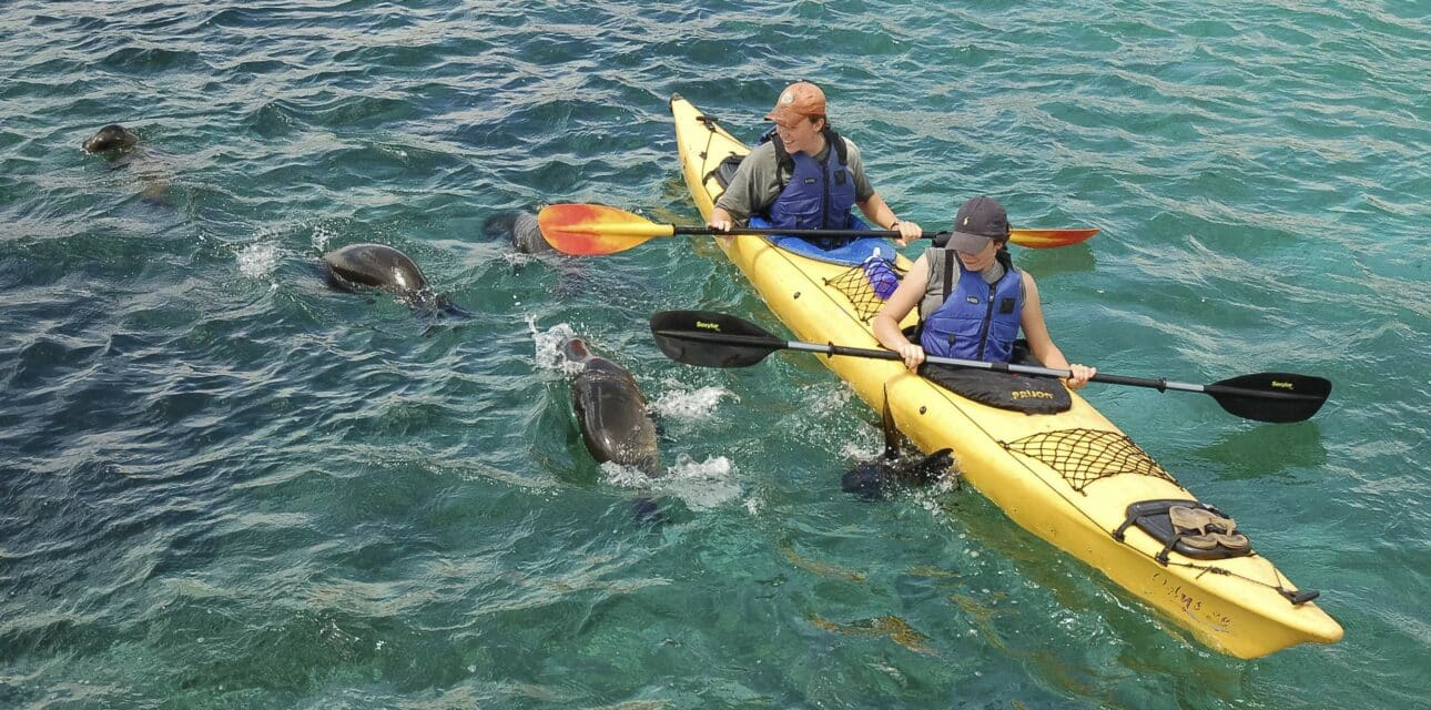 Kayakers with seals in the Galapagos Islands