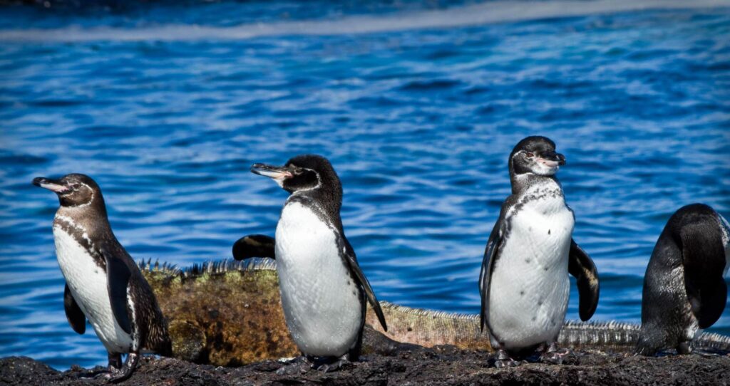 Galapagos Penguins standing in front of a Marine iguana