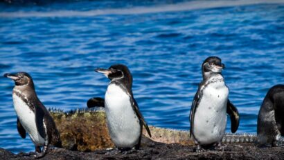 Galapagos Penguins standing by the ocean