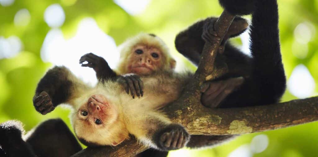 Monkeys in the trees of Costa Rica