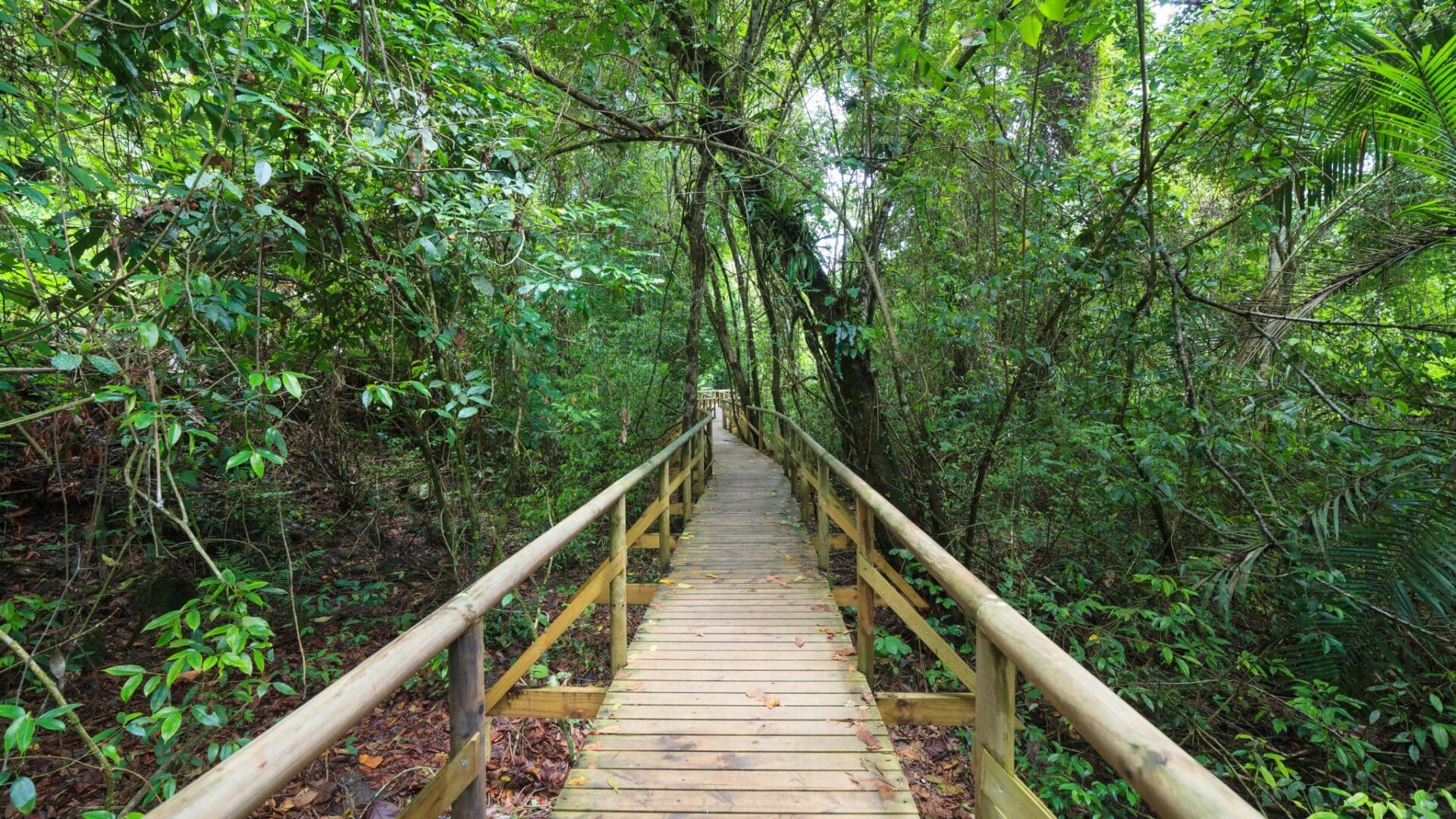 Jungle path in Costa Rica
