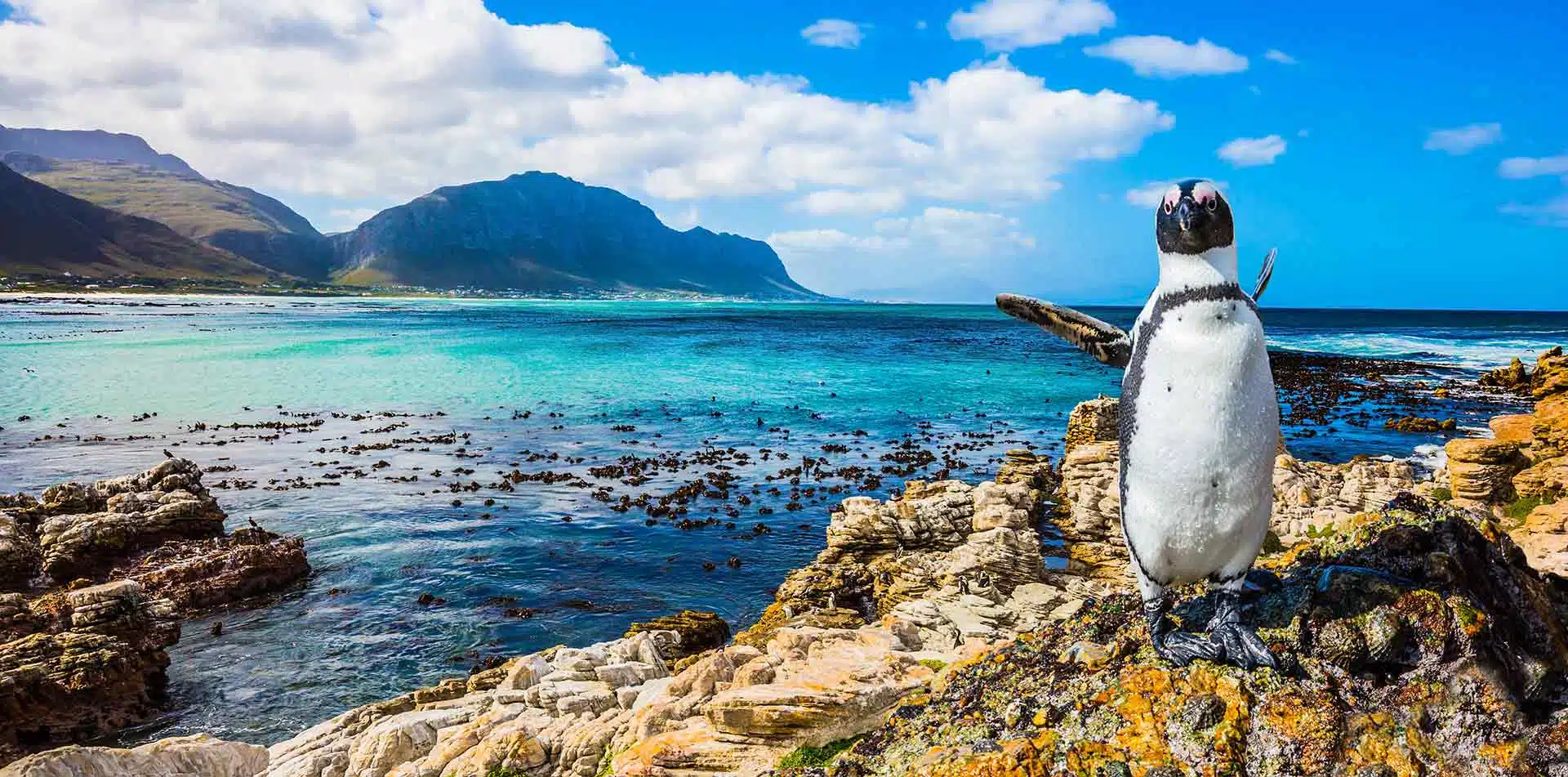 South Africa black white penguin