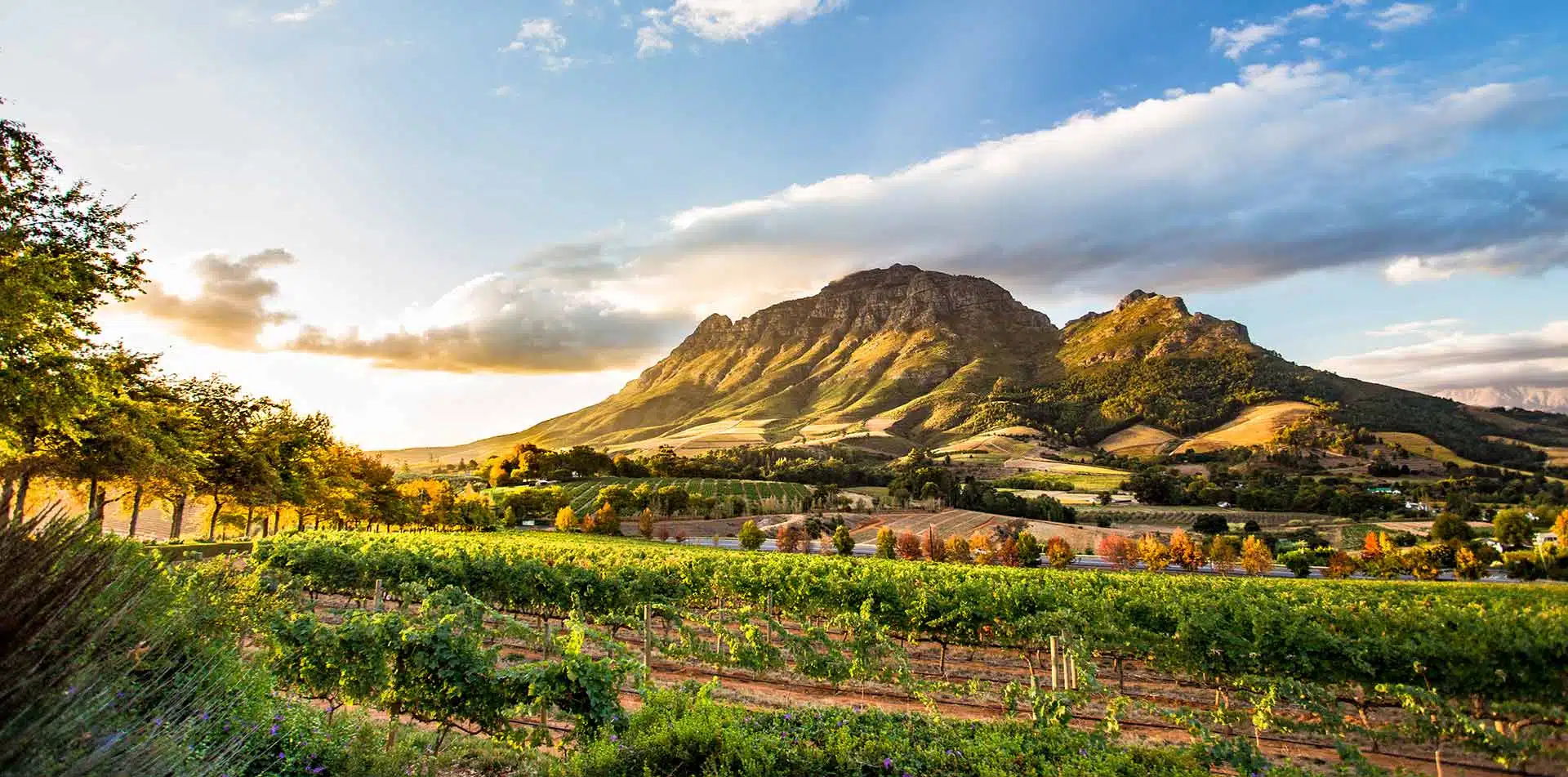 Wine Region at Sunset in Stellenbosch, South Africa