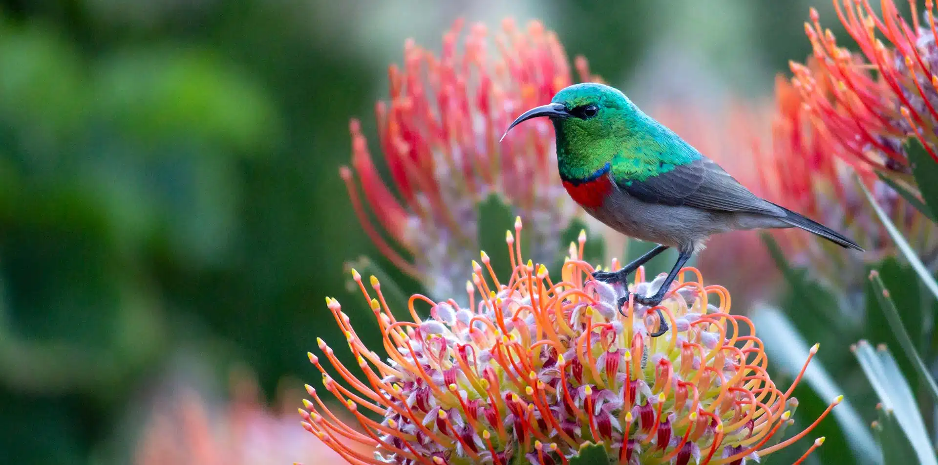 Petite Sunbird, South Africa
