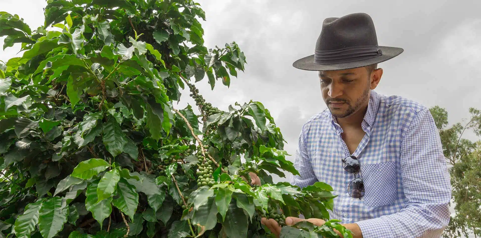 Man smiling picking coffee beans