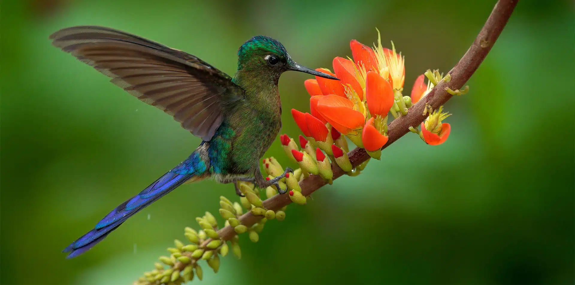 Hummingbird