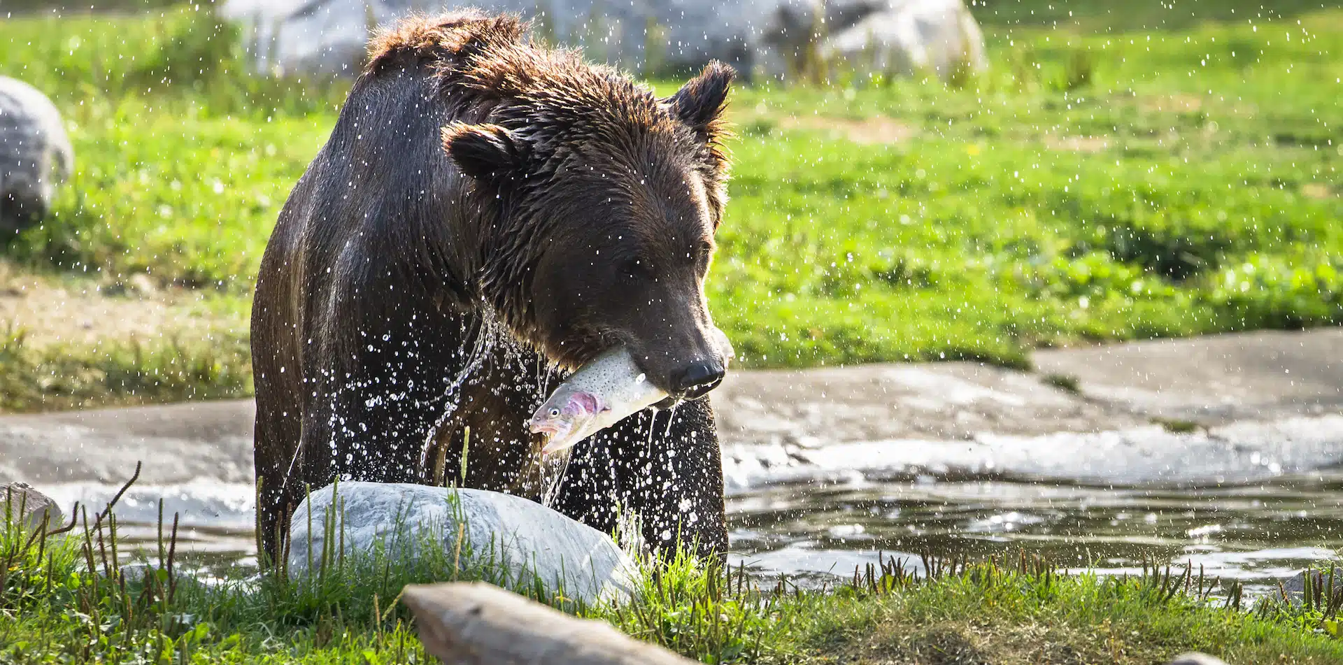 North America USA U.S. National Park Yellowstone Grizzly Bear In Wild Eating Fish River Forest