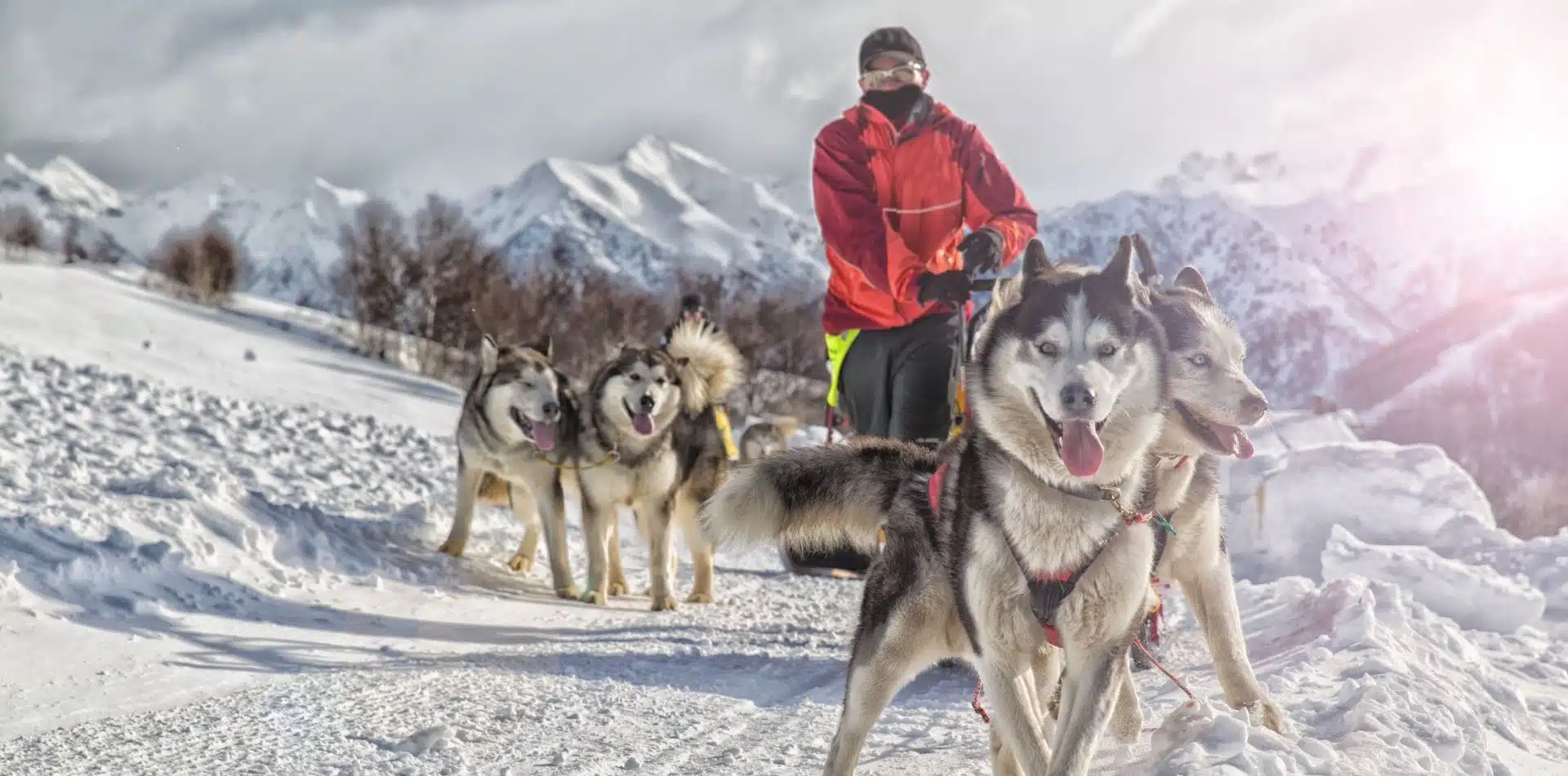Traveler on a dog sled ride in Alaska