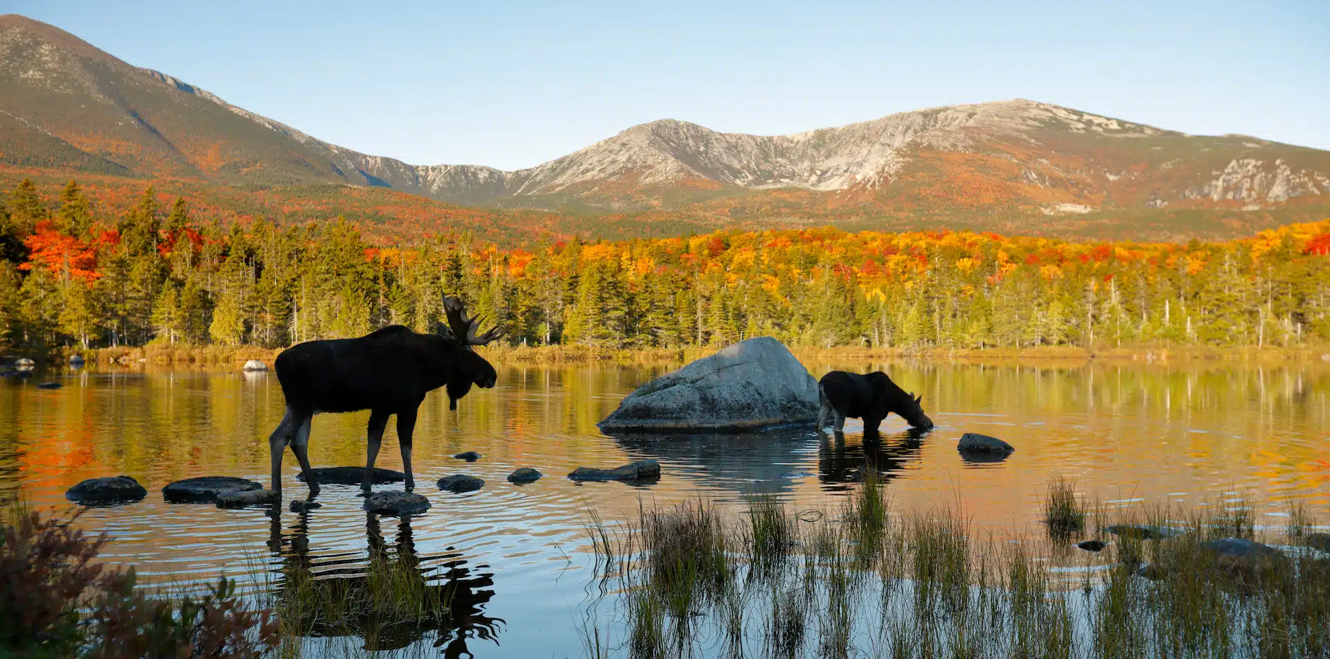 North America United States Maine 2 Moose in Pond