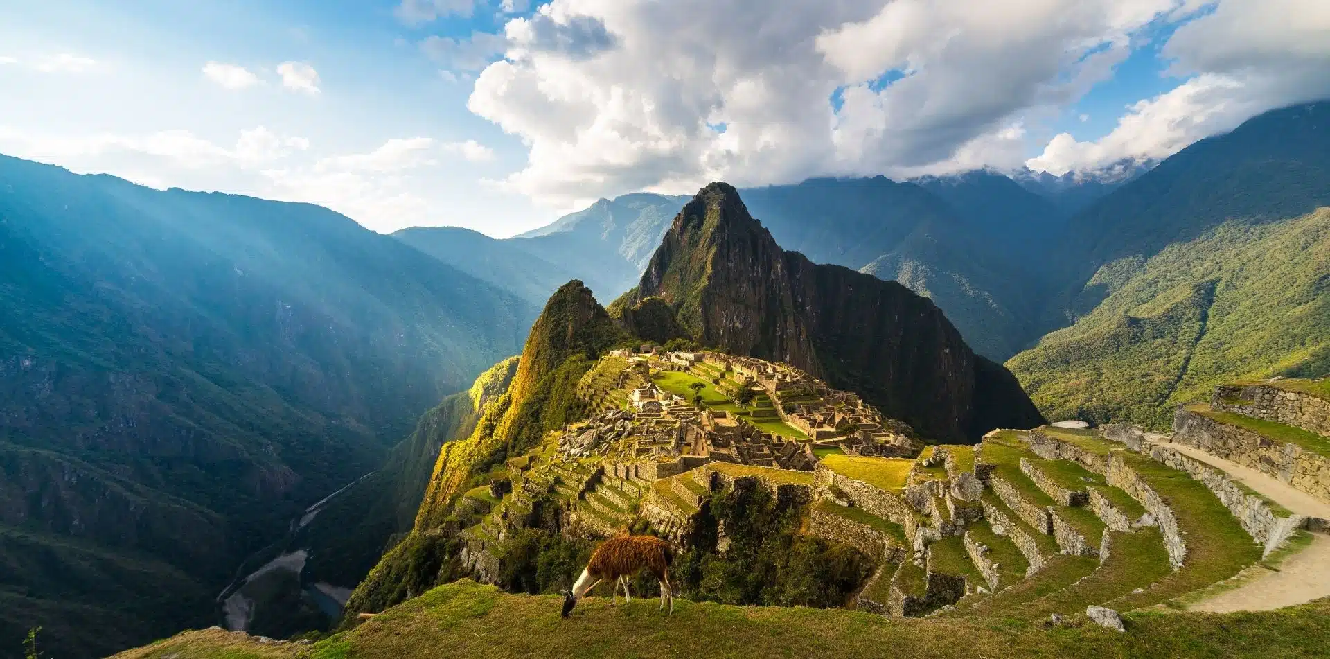 Llamas grazing at Machu Picchu