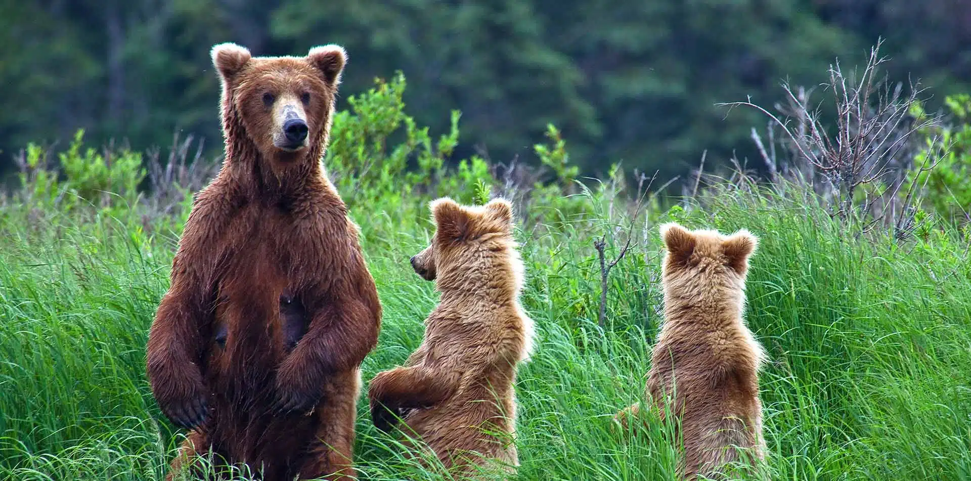 Bear and cubs in Alaska