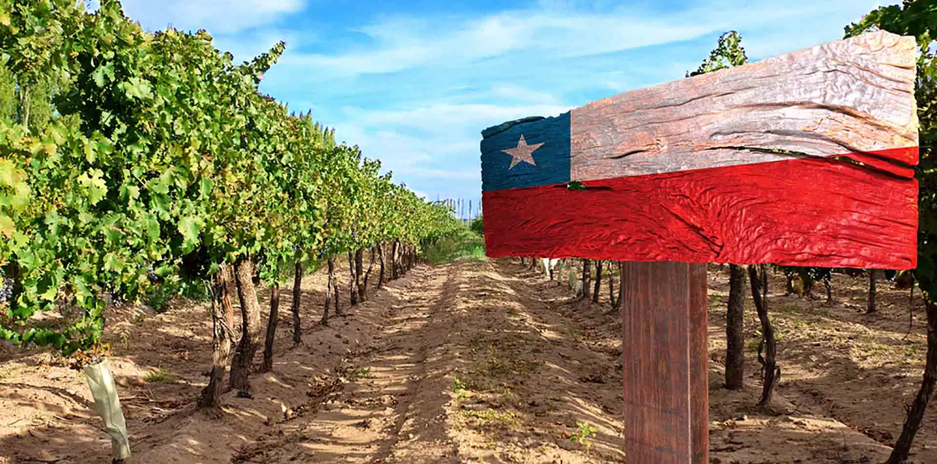 Chile Flag in Vineyard
