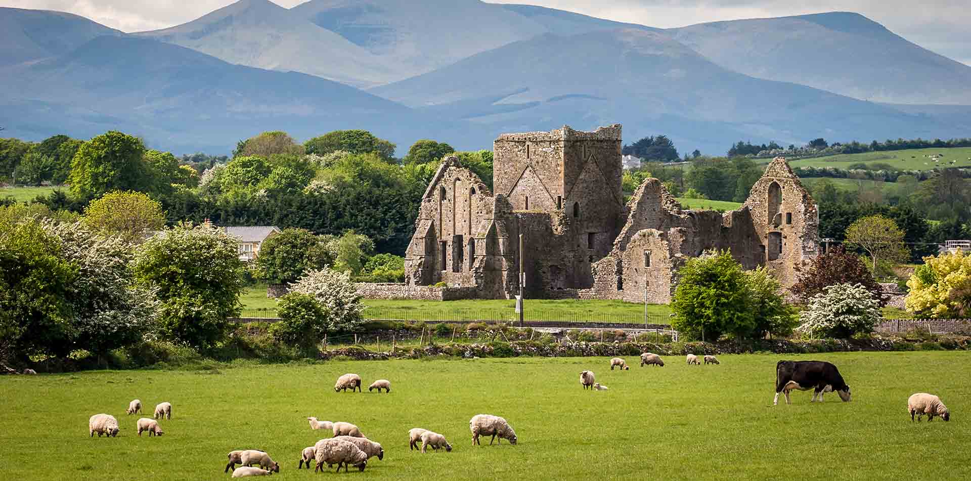 Sheep Grazing Near Castle in Ireland