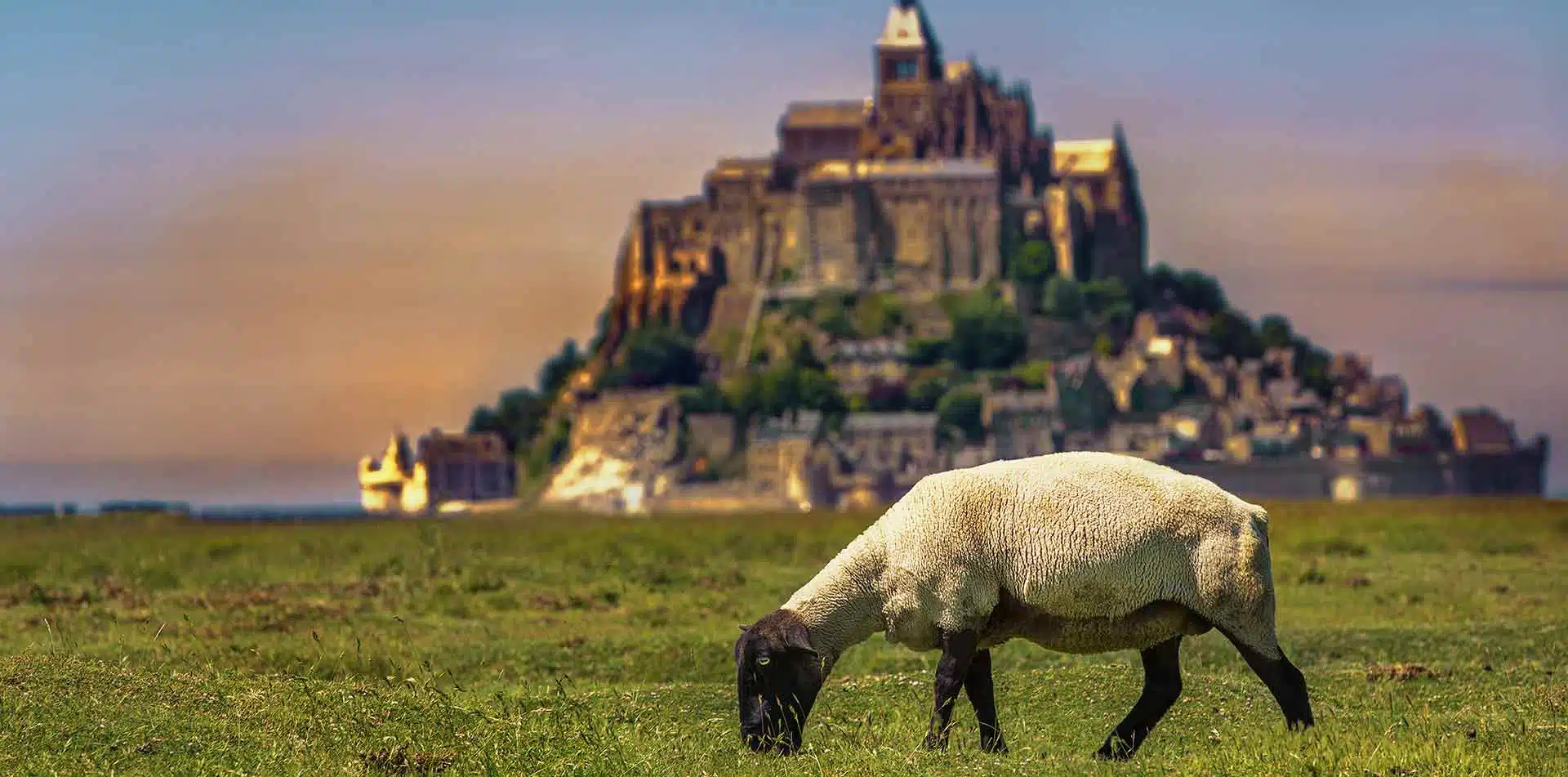 Sheep Near Mont St. Michele, France