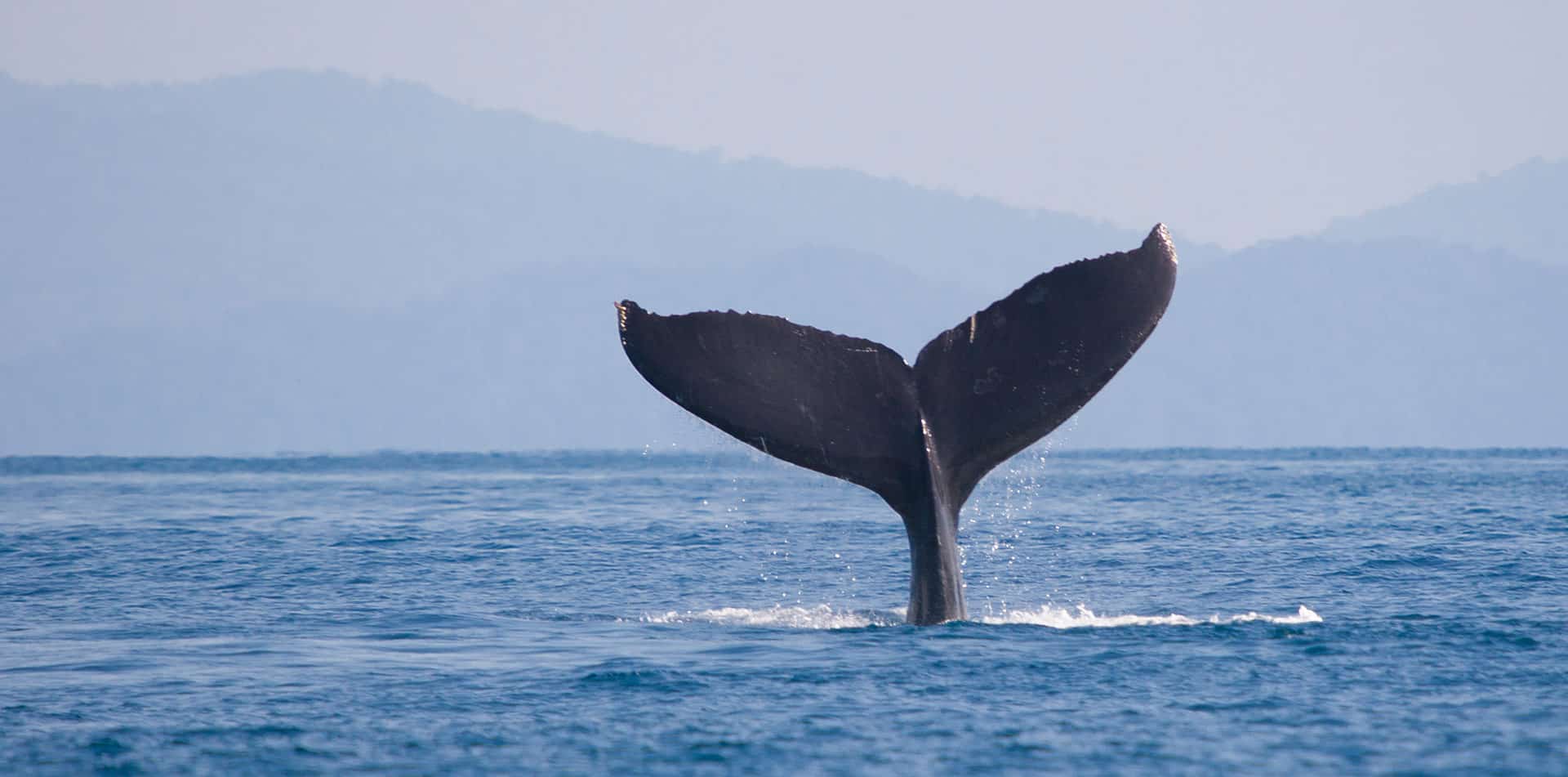 Whale Fin in Nova Scotia, Canada