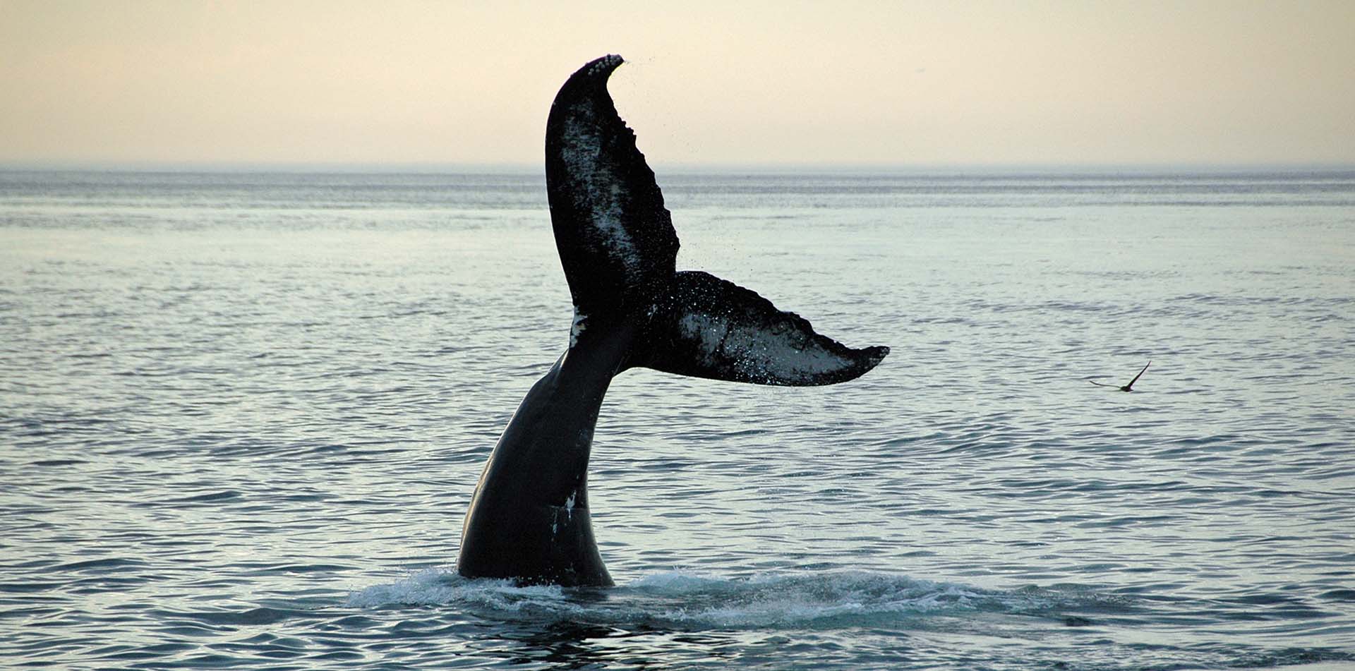 Fin of a Humpback Whale, Quebec