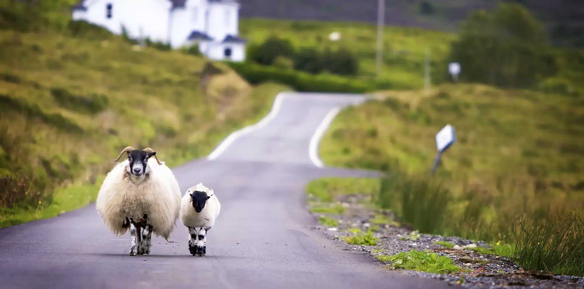 Two Sheep Walking on a Road in Scotland