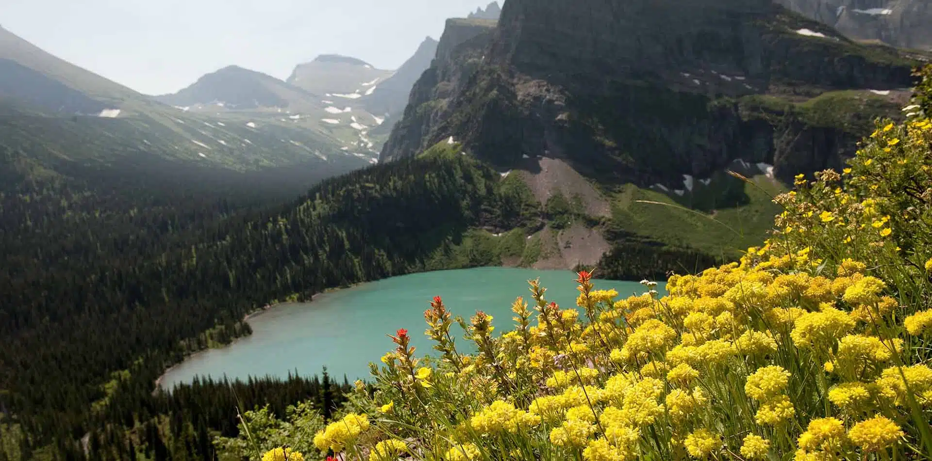 Flower Field Near a Lake and Mountains, Montana