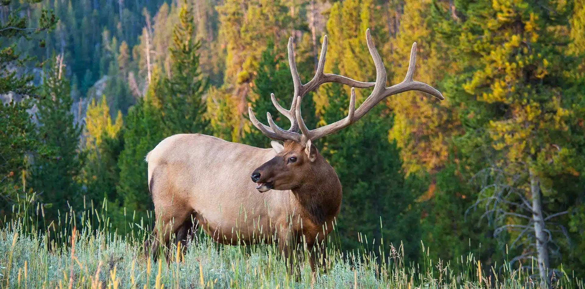 Elk in Montana