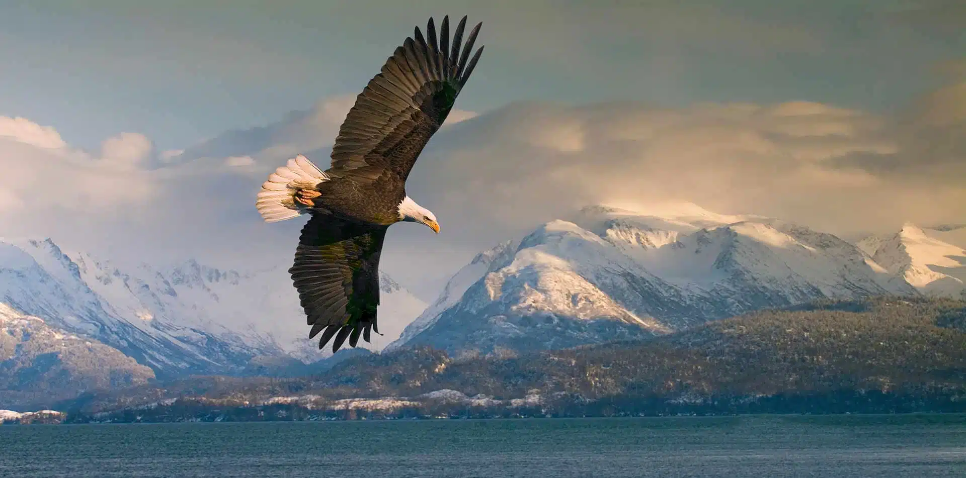 Bald Eagle flying over Homer, Alaska