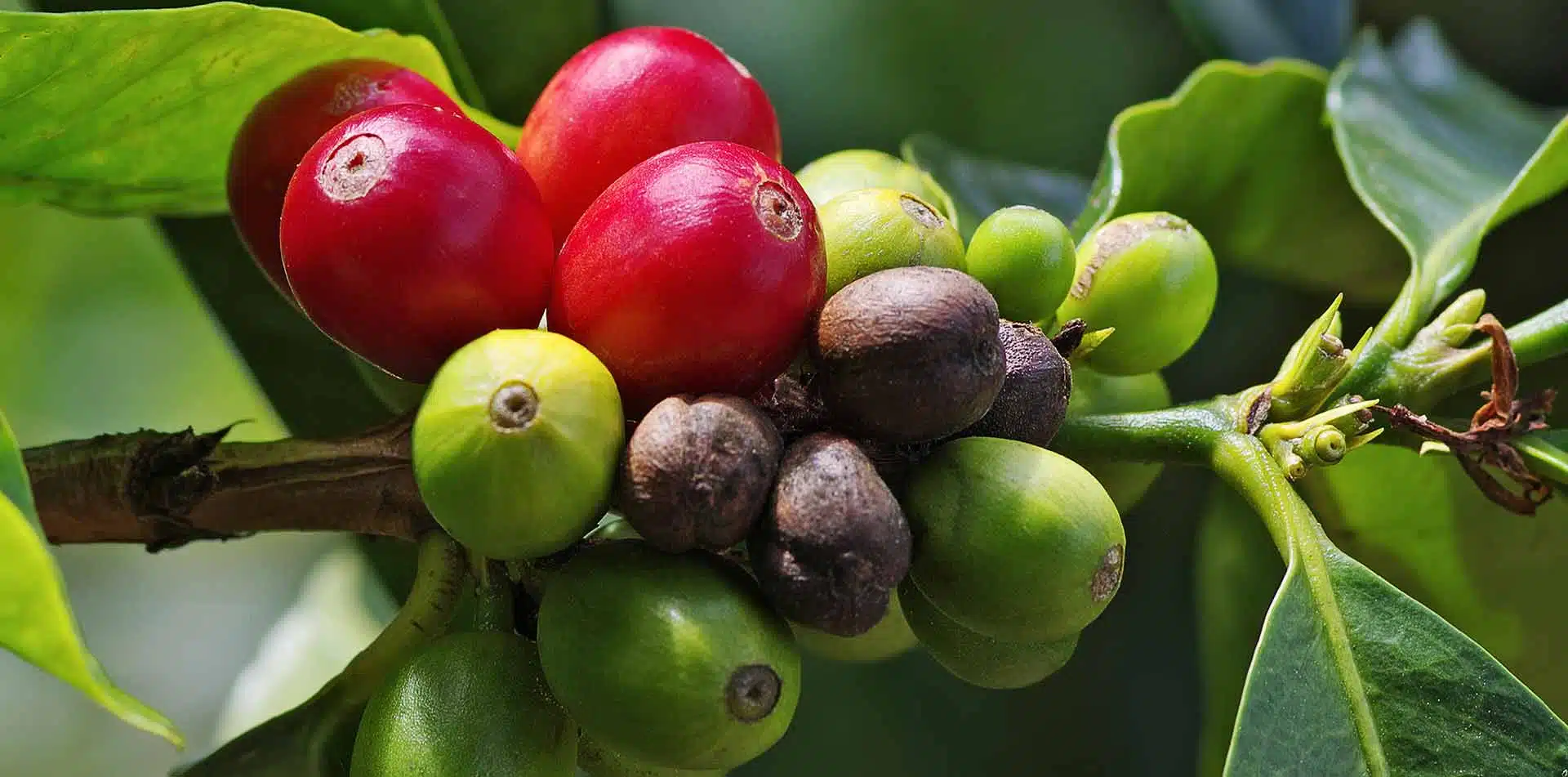 Coffee Berries in Panama