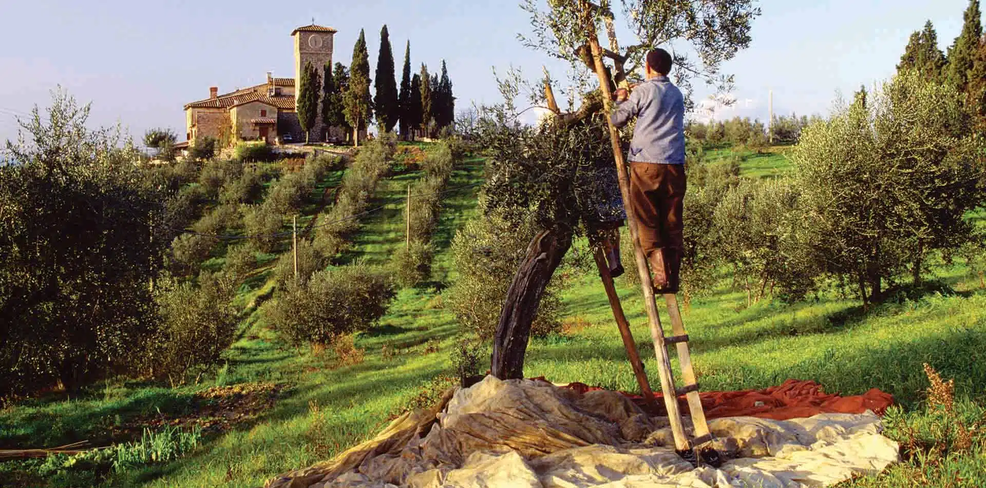 Man on ladder in the Countryside of Italy