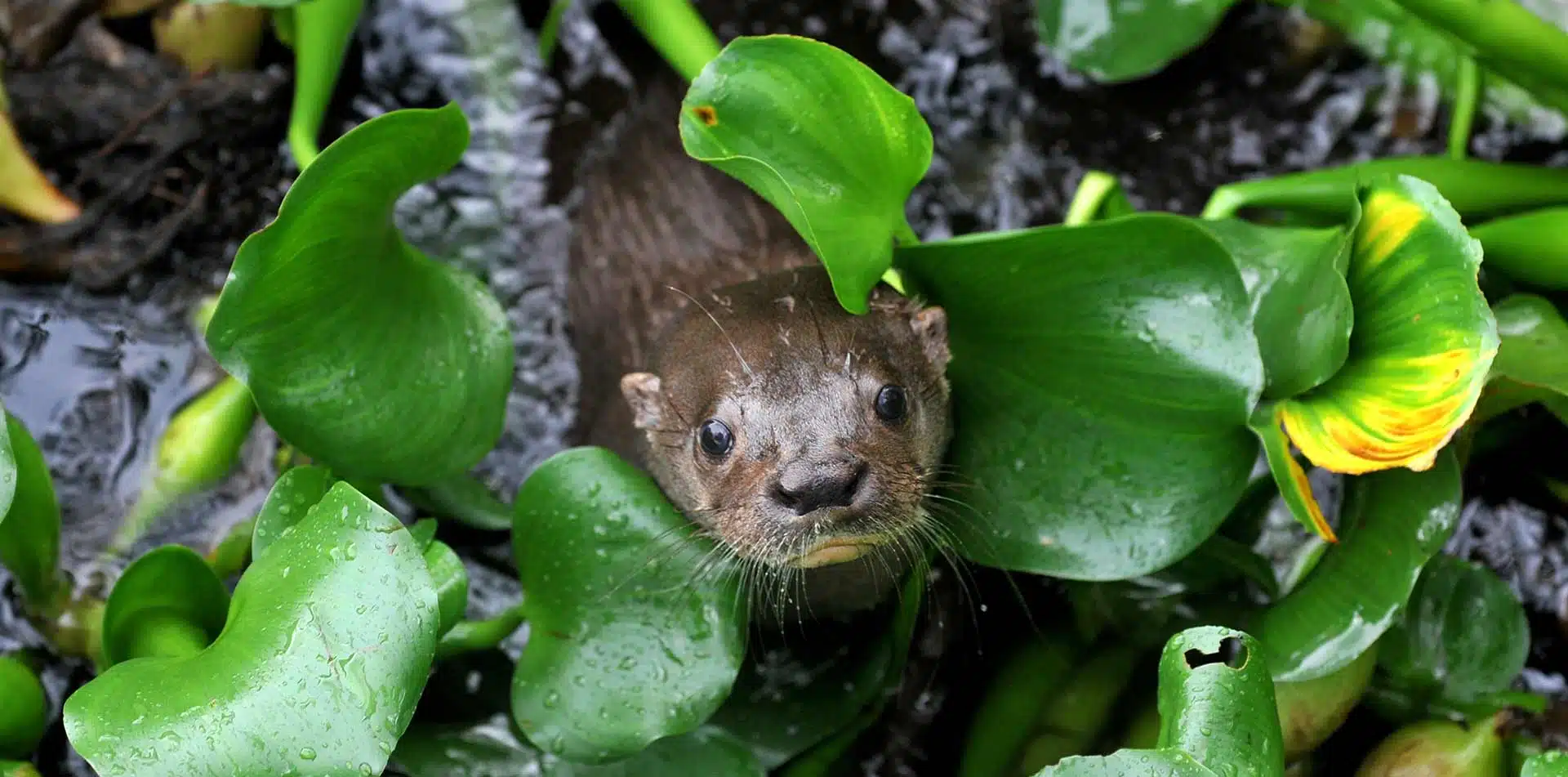 River Otter, Costa Rica