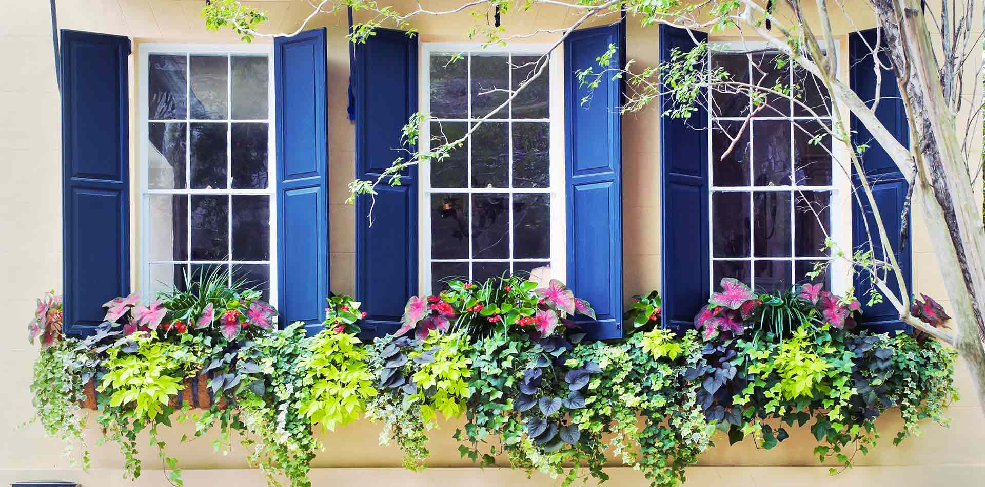 Windows in Charleston
