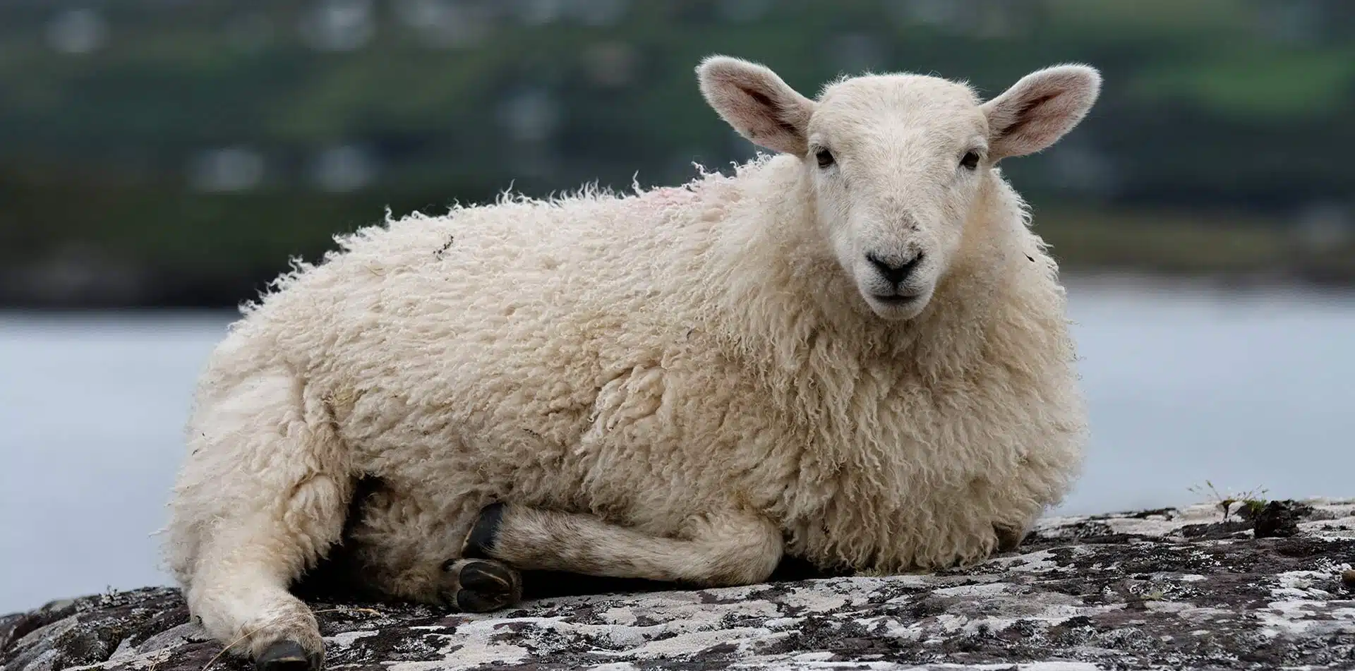 Sheep in Ireland